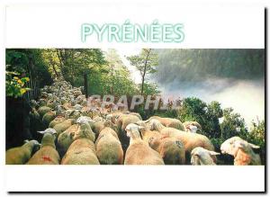 Postcard Modern Pyrenees The Pyrenees Transhumance Images Toulouse