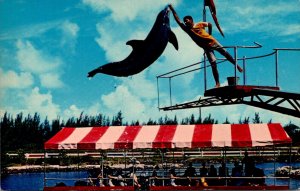 Florida Keys Islamorada Theatre Of The Sea Porpoise Making Jump For A Fish