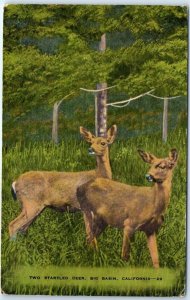 Postcard - Two Startled Deer, Big Basin - California