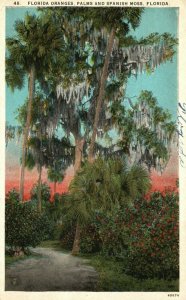 Vintage Postcard 1926 Florida Oranges Palms & Spanish Moss Trees Florida FL