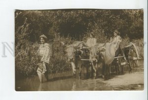 460640 Romania girls on an oxcart Vintage photo postcard