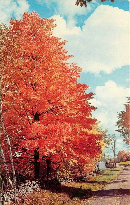 Fire Leaf Maple Tree along a Rural Country Road stone wall fence  Postcard
