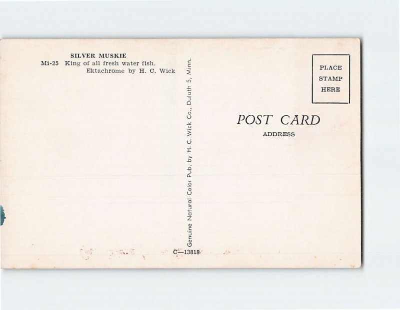 Postcard Silver Muskie Greetings from Deer River Minnesota USA