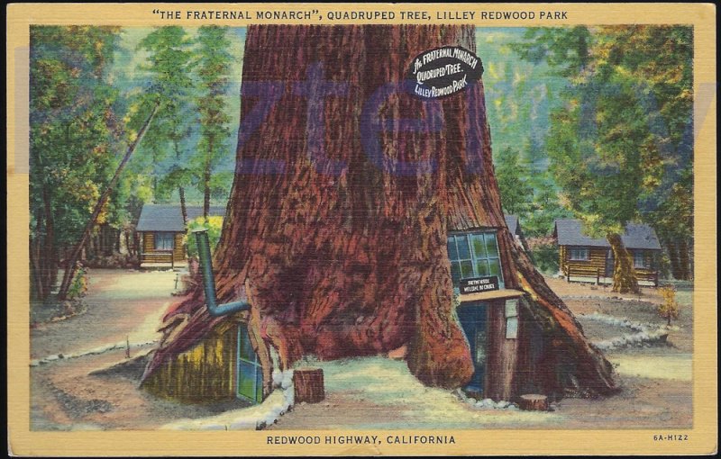 A FRATERNAL MONARCH QUADRUPLED TREE LILLEY REDWOOD PARK ON THE REDWOOD HIGHWA...