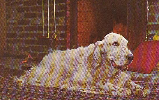 Dogs English Setter By The Fireside