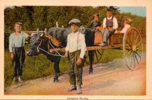 Bulls Ox Cart Gaspesie Rurale Canada