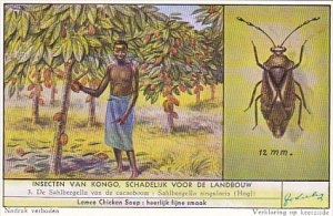 Liebig S1668 Congo Insects Harmful To Agriculture No 3 Beetle