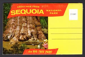 Greetings From Sequoia National Park Souvenir Folder