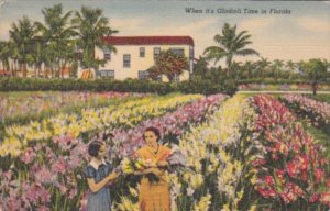 Florida Flowers When It's Gladioli Time 1939 Curteich