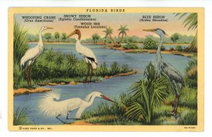 Birds - Florida Birds