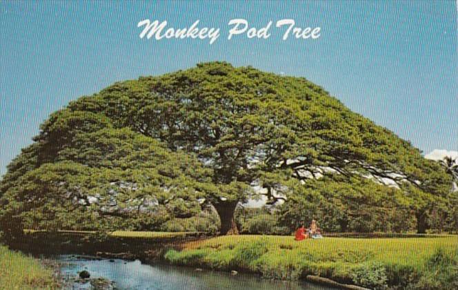 Hawaii The Hawaiian Monkey Pod Tree