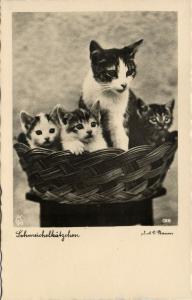 Cat Postcard Kittens (1930s) RPPC (3)