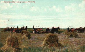 Vintage Postcard Canadian Harvesting Scenes Reaping Valentine & Sons Pub.