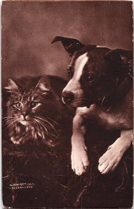 T Sheahan's Cat Dog Friends Bull TerrierPortrait Camden New Jersey Posted 1911