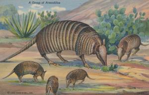 Group of Armadillos at Buckhorn Curio Museum - San Antonio TX, Texas - Linen