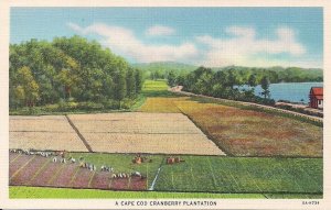 Cape Cod MA Cranberry Plantation, Bog, Description of Cranberries, Teich Linen