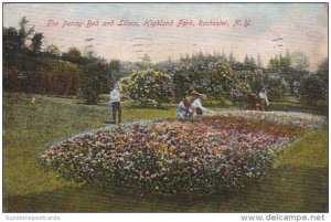 New York Rochester The Pansy Bed and Lilacs In Highland Park 1907