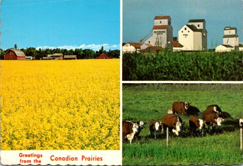 Canada Manitoba Greetings From The Canadian Prairies With Farmsted Elevators ...