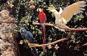 Rare And Exotic Birds Parrot unused 