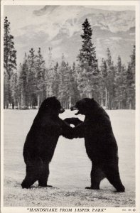 Jasper Alberta Bears Handshake from Jasper Park AB Harry Rowed Postcard H44