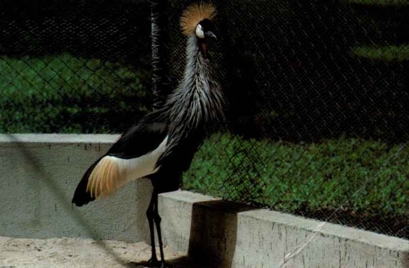 PEACOCK AT CASELA BIRD PARK POSTED MAURITIUS 1983 SUPER POSTAGE STAMPS