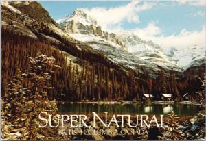 Lake O'Hara Beautiful British Columbia Magazine Ad Advert Promo Postcard D53