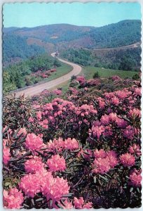 Postcard - Rhododendron In Bloom, Appalachian