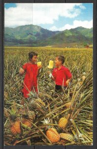 Hawaii - Field Ripe Pineapples - Del Monte  - [HI-028]