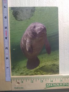 Postcard Manatees, Tampa Electric's Big Bend Power Plant, Apollo Beach, Florida