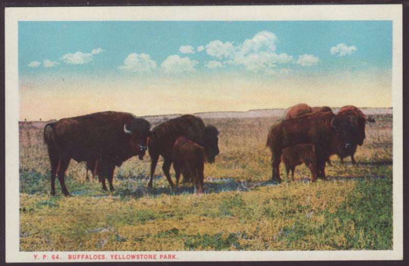 Buffalos,Yellowstone Postcard