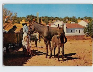 Postcard Typical customs Algarve Portugal