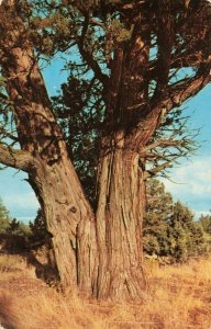 Postcard Giant Juniper Tree Near Bend Oregon