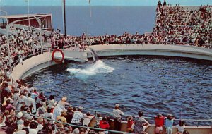 Porpoise Games at Marineland Palos Verdes California  