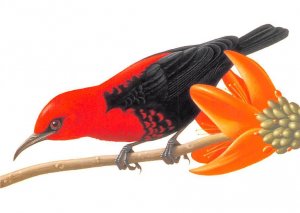 Cardinal Honeyeater 