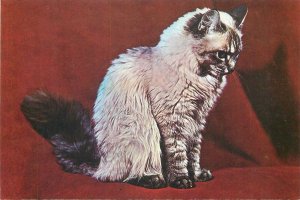 Postcard Animals cat