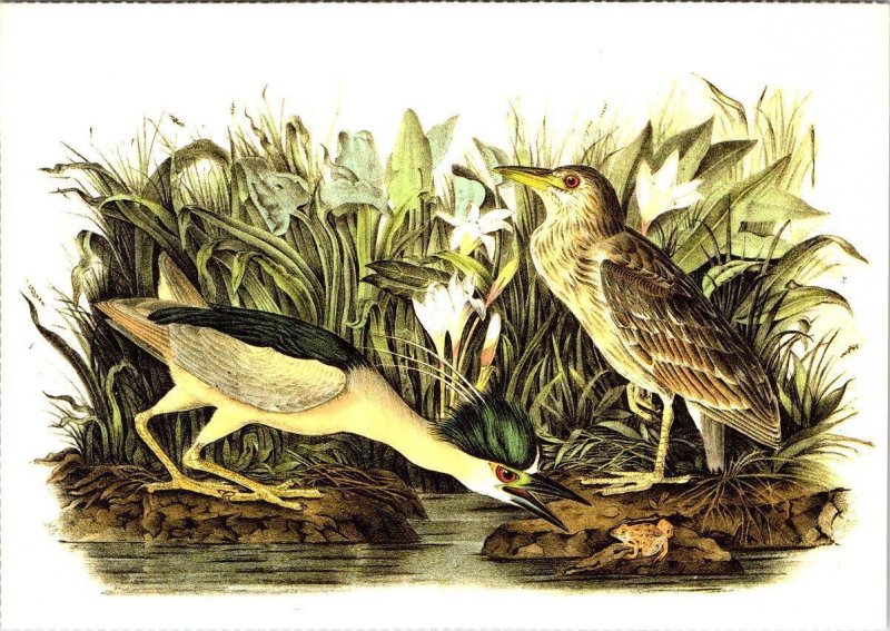 2~4X6 Postcards  MAGPIE JAY & BLACK-CROWNED NIGHT HERON 1987 John Audubon Birds