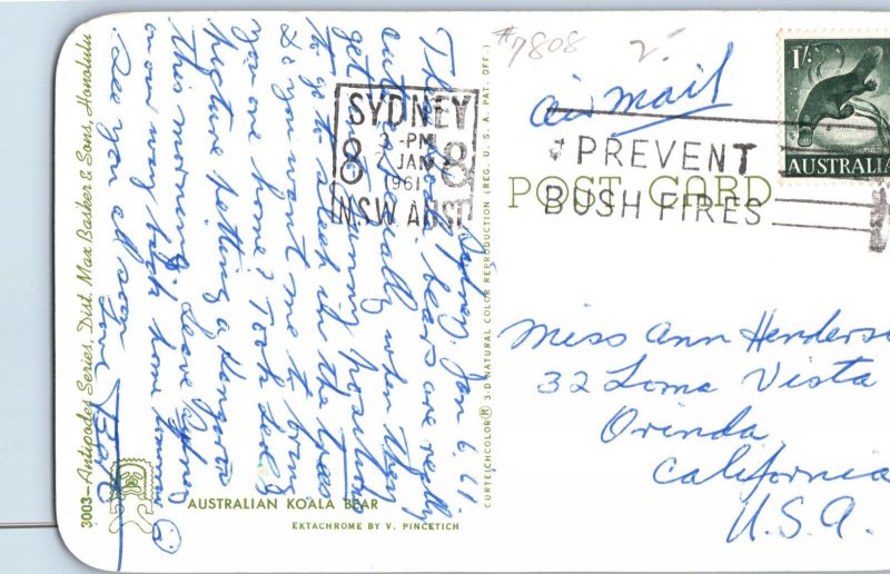 Australian Koala Bear Postcard Posted 1961
