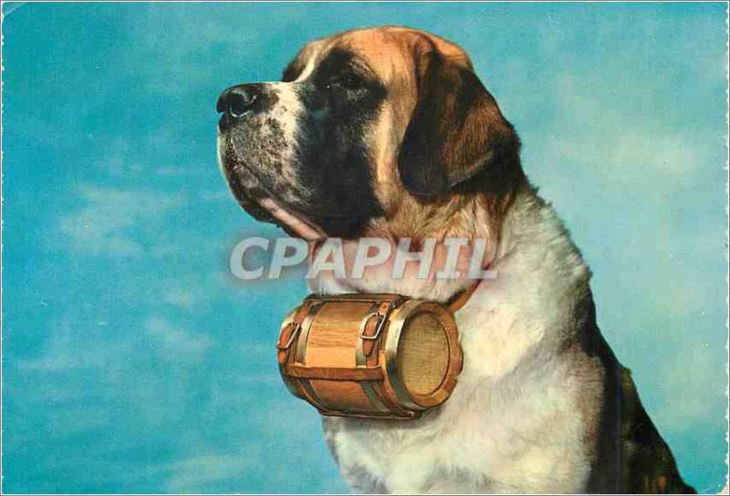 Postcard Modern Saint Bernard Dog