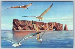 Northern Gannets, Perce Rock Quebec Canada, Vintage Art Postcard By F. D’Hey