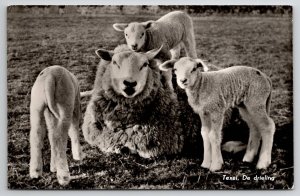 Texel Netherlands The Triplets Mama Sheep and Her Babies RPPC Postcard M34