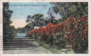 Florida Beautiful Flame Vine 1926