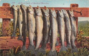 A Good Catch of Speckled Beauties Fishing Unused 