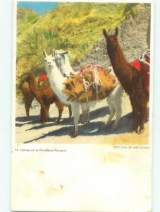foreign c1910 Postcard LLAMA ANIMALS NEAR LIMA PERU AC2912
