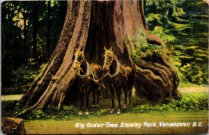 Postcard BC Vancouver Two Horses at Big Cedar Tree Stanley Park ~1910 S105