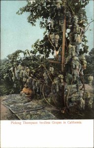 California CA Black Americana Woman Picking Thompson Grapes c1900s-20s Postcard