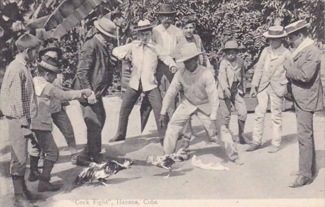 Cuba Havana Typical Cock Fight