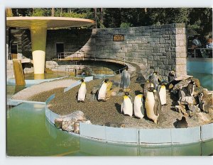 Postcard Penguins In Stanley Park, Vancouver, Canada
