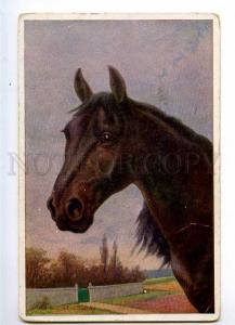 235075 Head of Nice HORSE Portrait by TRACHE Vintage PC