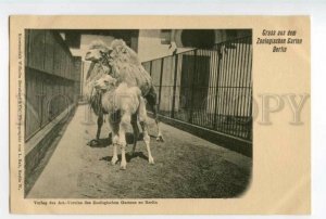 493153 Gruss Aus ZOO Zoologischen Garten Berlin camel with calf Vintage GERMANY