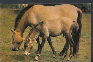 Animals Postcard - Przewalski's Horse  DC1316